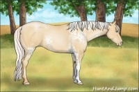 Horse Color:White Spotted Silver Amber Champagne Pearl 