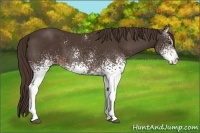 Horse Color:White Spotted Liver Chestnut Sabino
