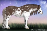 Horse Color:Liver Chestnut Sabino Splash 
