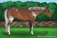 Horse Color:White Spotted Silver Bay 
