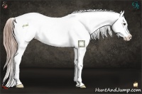Horse Color:Liver Chestnut Splash Frame Appaloosa 