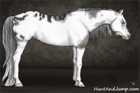 Horse Color:Black Splash Frame Appaloosa