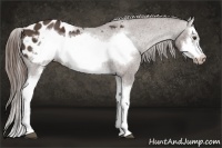 Horse Color:Liver Chestnut Splash Frame Appaloosa