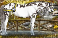 Horse Color:Liver Chestnut Splash Frame Appaloosa 