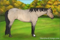 Horse Color:Buckskin Roan Dun