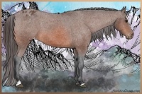 Horse Color:Bay Sabino Appaloosa 