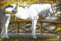 Horse Color:Liver Chestnut Splash Frame Appaloosa