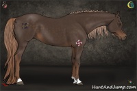 Horse Color:Liver Chestnut 