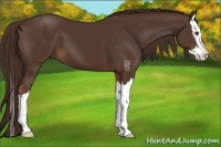 Horse Color:Liver Chestnut Sabino Splash 