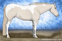 Horse Color:Smoky Creme Roan Tobiano 