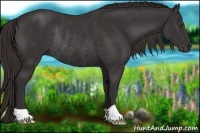 Horse Color:Liver Chestnut Rabicano
