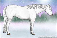 Horse Color:Gray Bay Sabino Appaloosa Rabicano 