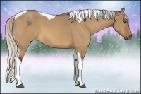 Horse Color:Silver Bay Dun Tobiano