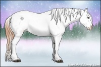 Horse Color:Buckskin Roan Appaloosa Rabicano 