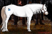 Horse Color:Buckskin Appaloosa 
