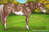 Horse Color:White Spotted Chestnut Frame 