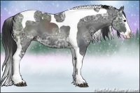 Horse Color:Black Ice Splash Tobiano 