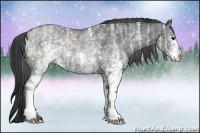 Horse Color:White Spotted Black Ice Rabicano