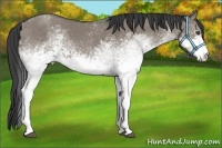 Horse Color:White Spotted Smoky Grullo