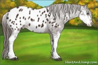 Horse Color:Liver Chestnut Sabino Appaloosa 
