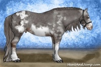 Horse Color:Liver Chestnut Sabino Frame Appaloosa Rabicano