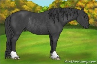 Horse Color:Smoky Black Rabicano 