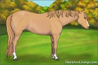 Horse Color:Watercolor Chestnut Sabino 