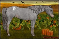 Horse Color:Liver Chestnut Appaloosa 