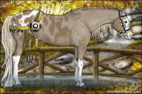 Horse Color:Liver Red Dun Splash Appaloosa