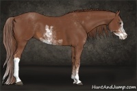 Horse Color:Chestnut Sabino