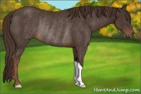Horse Color:Liver Chestnut Rabicano 