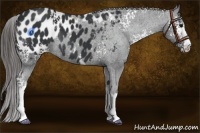 Horse Color:White Spotted Black Appaloosa Rabicano 