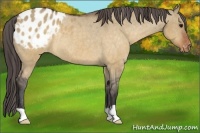 Horse Color:Brown Dun Appaloosa Rabicano 