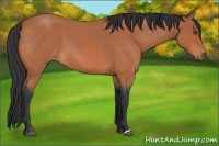 Horse Color:Bay Roan 