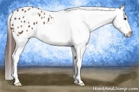 Horse Color:Bay Blanket 