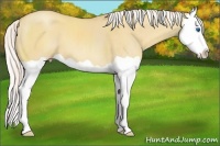 Horse Color:Silver Classic Champagne Dun Splash 