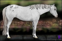 Horse Color:Smoky Blue Roan Appaloosa