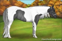 Horse Color:Smoky Black Tobiano Frame Rabicano 