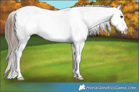 Horse Color:White Spotted Blue Roan Appaloosa 