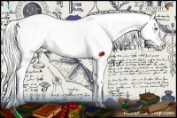 Horse Color:Silver Black Chinchilla Splash Appaloosa 