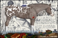 Horse Color:Silver Black Splash Appaloosa 