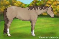 Horse Color:Classic Cream Champagne