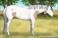 Horse Color:Amber Cream Champagne Splash Tobiano