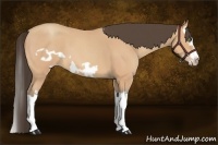Horse Color:Amber Champagne Roan Splash Frame 