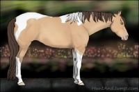 Horse Color:Amber Champagne Tobiano 