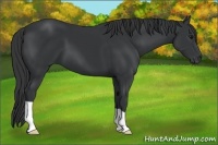 Horse Color:Black 