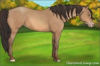Horse Color:Amber Champagne