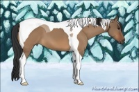 Horse Color:Bay Dun Tobiano 