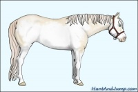 Horse Color:Palomino Pearl Dun Splash Frame 