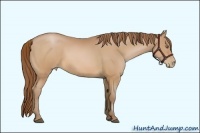 Horse Color:Brown Pearl 